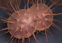 Neisseria gonorrhoeae